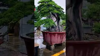 Such a domineering cypress bonsai will look extraordinary wherever it is placed.