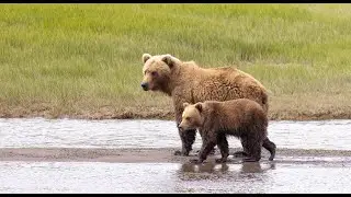 Exploring Alaska’s Bear Country: Lake Clark & Katmai National Parks • Daily Dose of Nature