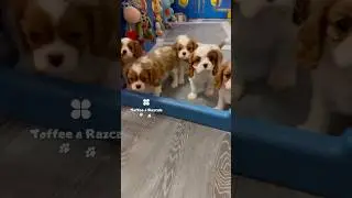 | Toffee&Razcals | Cute Cavalier King Charles Spaniel puppies 🐶🥹🐾