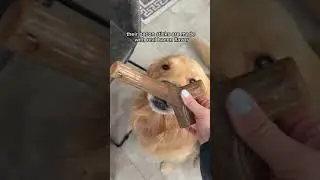 Benebone Dog Chew Toy with REAL flavor! 🦴🐶