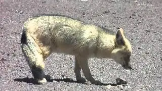 Culpeo (Andean fox)