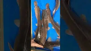 #catfish Breeding techniques!fish eggs Hatching magur fiss.....#shortvideo #youtube video