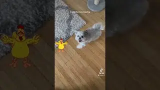 Toni the Dog Doing the Chicken Dance || ViralHog