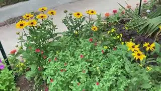 Prairie garden (some jungle) and tomatoes