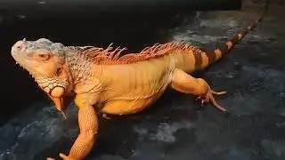 REVIEW ~ IGUANA TERBESAR 2024 SUPER RED IGUANA JUMBO 🔥 #animals
