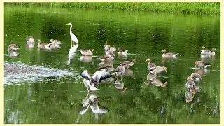 Ein Paradies für Wasservögel und Fischadler, a paradise for waterfowl and ospreys