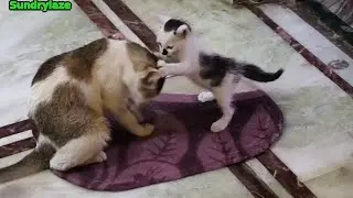Sweet Cat #huntingcat #kitten #cat #playingkitten #catlover #catvideos #catshorts #catvideo #ytvideo
