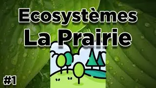 ECOSYSTEMES #1 : La prairie