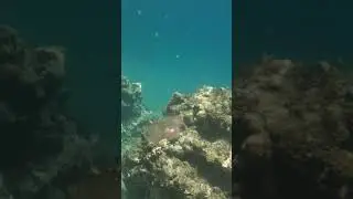 It&rsquo;s Alive 🌊💫🐚 The Salp - The See Through Creature You&rsquo;d Never Notice