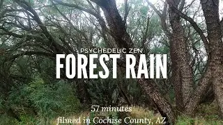Forest Rain Storm -Heavy Rain, Thunder, Birds, UNLOOPED