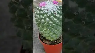 mamillaria politelii 8cm