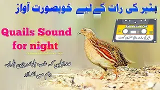 Quail sound for night , batair ki awaz raat keliye , bater ki awaaz,#birds ,quail , coturnixquail 