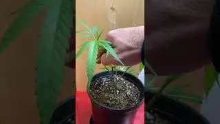 Super cropping  2 1/2 wks after topping.#indoorgarden #fyp #trainingplants