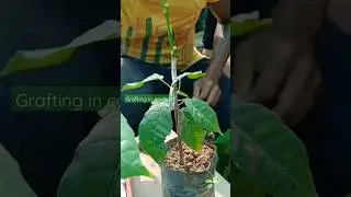 Grafting skills in cocoa plant # soft wood grafting