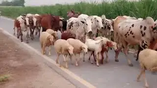 Beautiful cow 🐄 mashallah beautiful cow 🐮🐄 ox 🐂 Bull 🐂 Lamb 🐑 sheep 🐏 bakriyan🐐🐐🐃