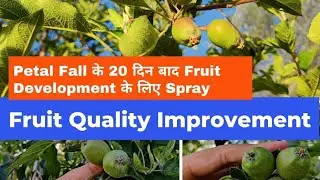 Fruit development stage || FAME application
