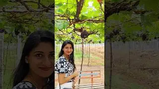 Cumbum Grape farm visit Thekkady🍇🍃🪻 Full video uploaded check it out🎀