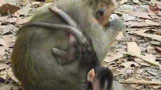 Baby monkey play run with mum