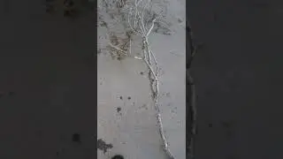 Tree Branch Decor