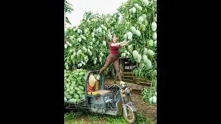 🥭 Mango Harvest Madness: USA Farm Life on Two Wheels! | Tropical Farming Fun