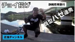 静岡県南伊豆を流れる青野川は、良型ハゼのメッカ。この日も良型が連発！