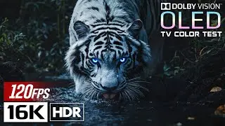 OLED Nature Demo 16K HDR | Animal Planet &bull; Perfect Blacks &bull; 4K/8K TV