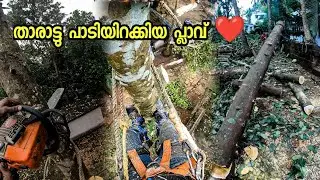 ഒരു പ്ലാവിനെ താഴെ ഇറക്കിയാലോ|jackfruit tree cutting|advanture cutting|hard work|