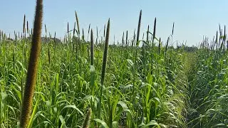 Pearl Millet