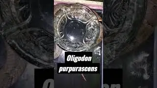 Tergigit ular Kukri Coklat (Oligodon purpurascens)