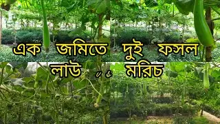 এক জমিতে দুই ফসল মরিচ vs লাউ #ইনতেফা #intefa