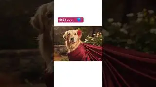 Ask Gemini To Turn My Dog Pic To...#Gemini #trending #saree #ai