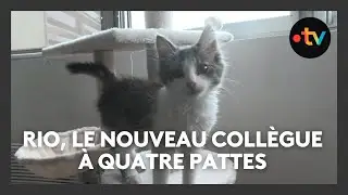 Police and well-being: meet Rio, the cat of the Montargis police station