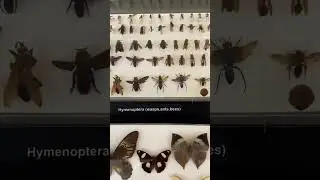 National Museum Of Natural History #shorts #viral #natural #history #museum
