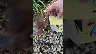 FINALLY, time to release birds in the outdoor aviary &hearts;️