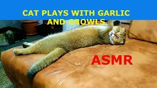 CAT PLAYS WITH GARLIC AND GROWLS
