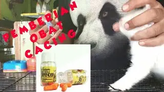 OBAT CACING UNTUK KITTEN PERSIA YANG AMAN  #IMORGANIC