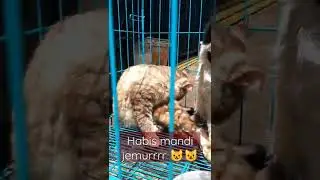 habis mandi jemur 😺😺