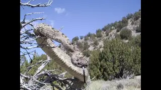 Past visits to Indian, Coyote, & Simpson Springs, Pony Express, Abandoned Mines and Ghost Town, Utah