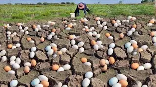 Wow Wow amazing  !A farmer picked a lot of duck eggs from the slushy ground near the rice fields.