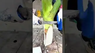 Mastering Banana Stem Propagation Essential Tips for Every Home Gardener