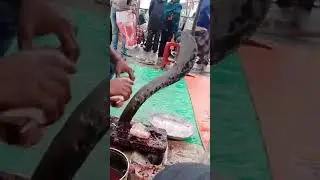 Amazing Huge Big Fish Cutting Skill #amazingbigfish #bigfish #catchandrelease #fish #fishinglife