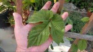 El Shubobu's 2010 Hop Garden