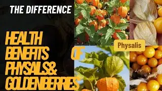 The different health benefits of physalis and palmyra fruit...#eatmorefruit 