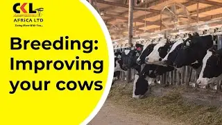 Breeding with Shamba Shape Up