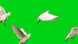 flying bird's green screen video no copyright videos🎥