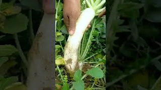 #Natural Radish #shorts #vegetables