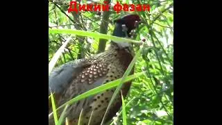 Фазан самец