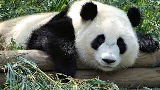 Visiting Animals in Zoo Atlanta, Zoo in Atlanta, Georgia, United States