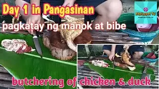 Part 1 Catch & Cook|how to butcher a chicken & duck #backyardfarming #butcher #catchandcook