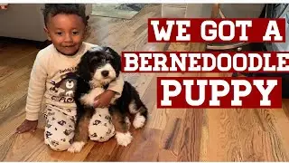 We got a NEW Bernedoodle PUPPY!